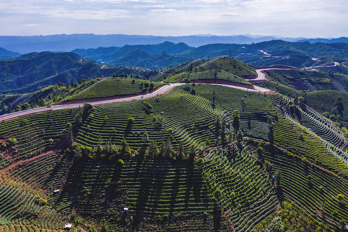 07. 云南省普洱市困鹿山古茶园.jpg
